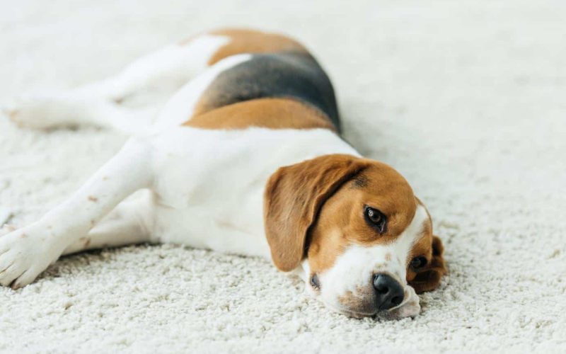 cute beagle lying on carpet at home